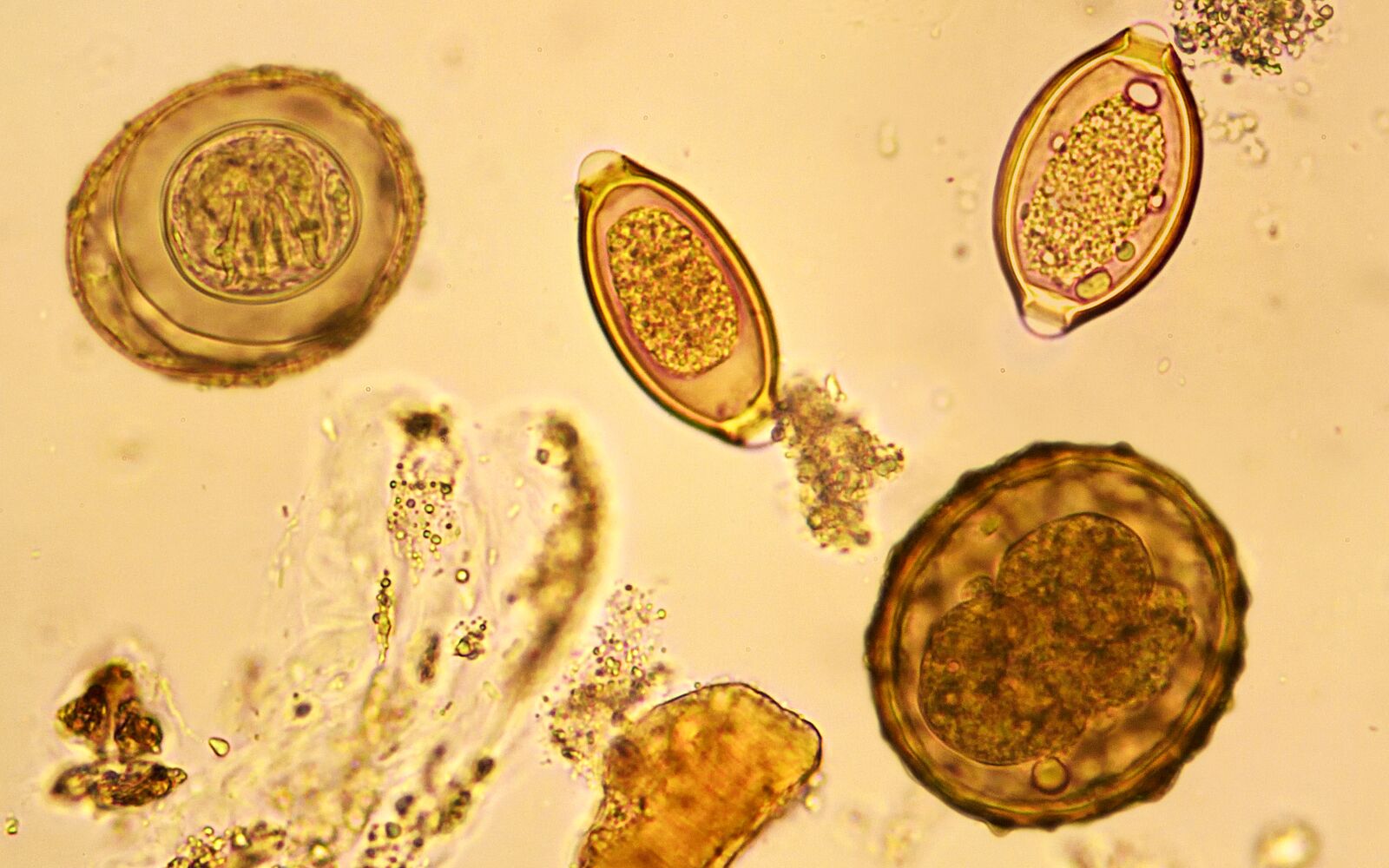 Parasitology